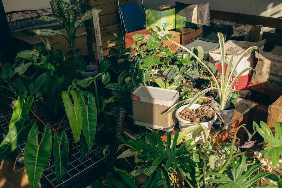 Indoor scene showing a collection of houseplants on a wooden table and surrounding area, with sunlight streaming through a window casting shadows on the plants and packing boxes in the background. The